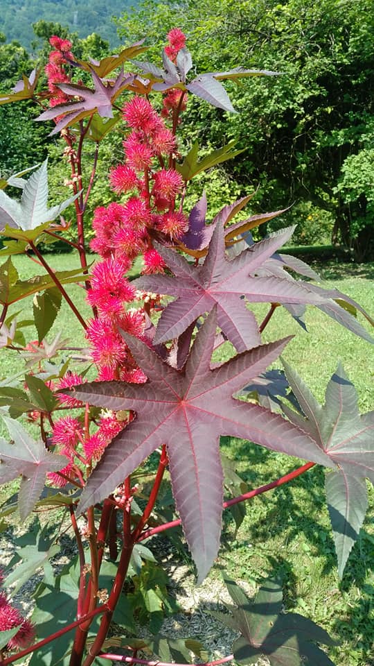 castor bean plants growing