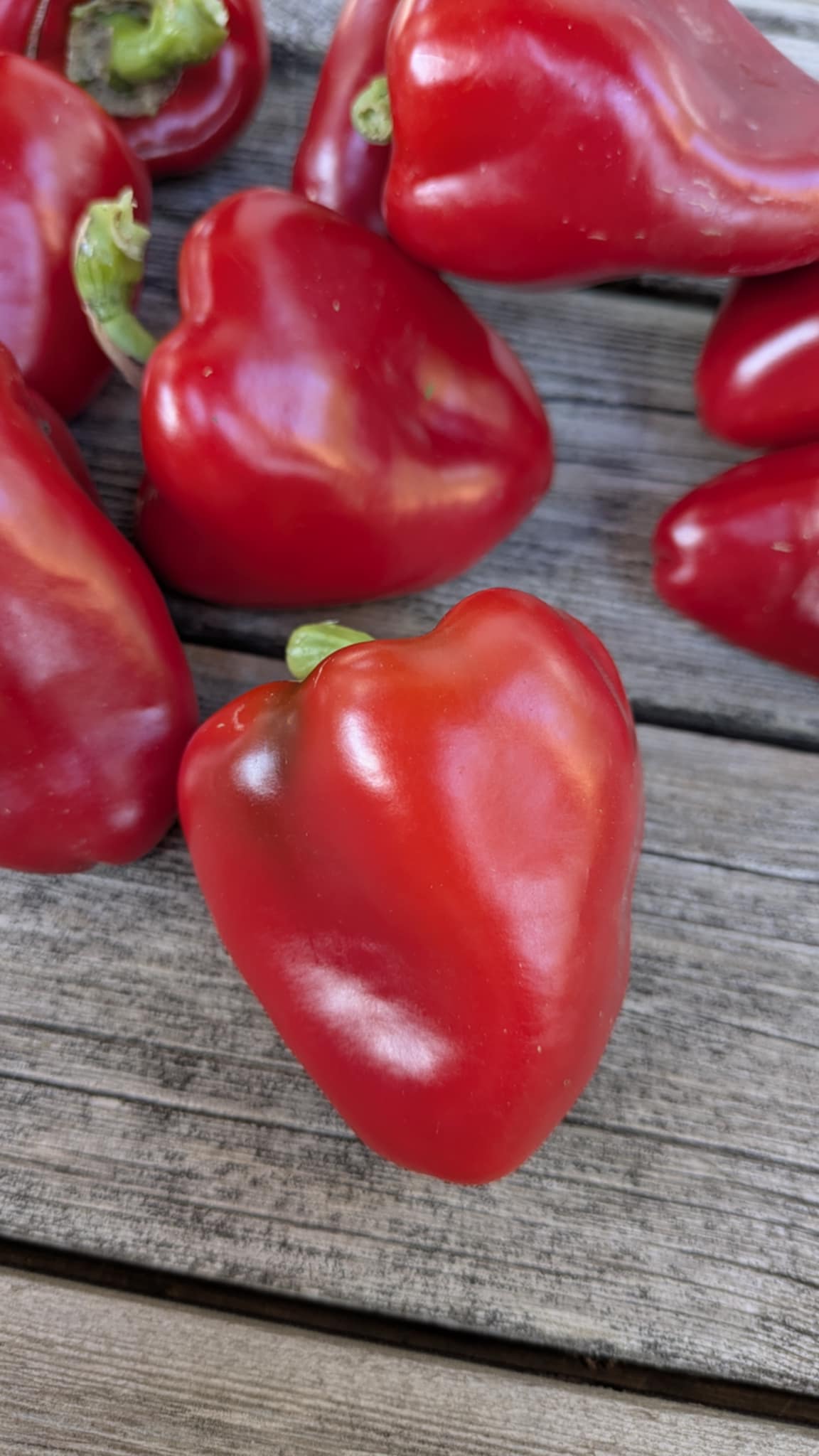 Piquillo Lodosa Basque Pepper - Image 10