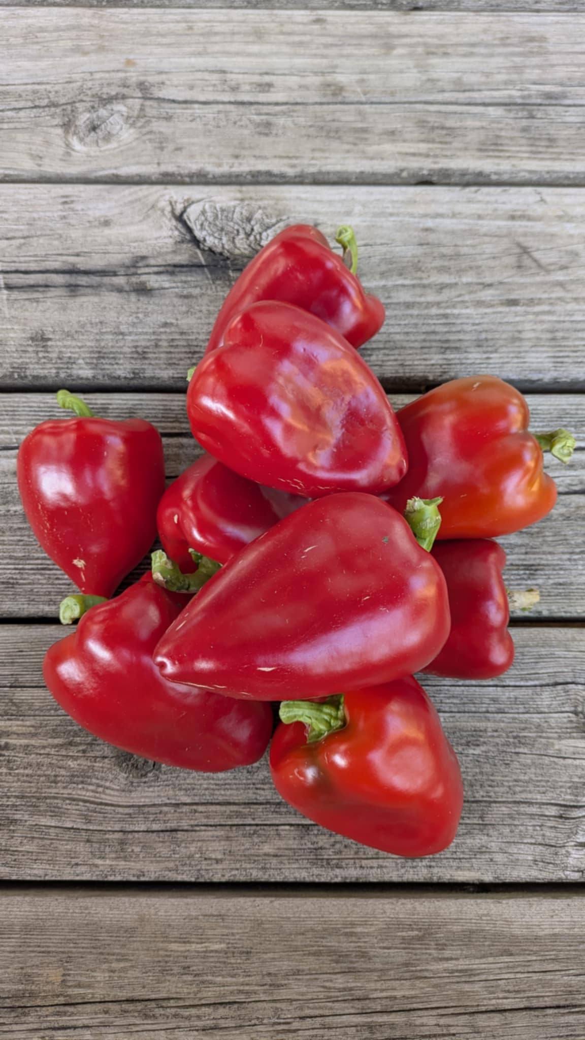 Piquillo Lodosa Basque Pepper - Image 9