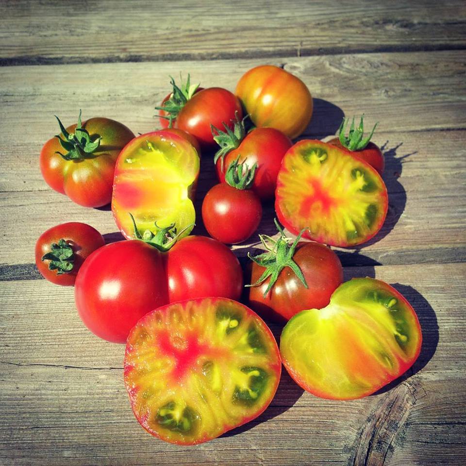 Dwarf Tomatoes