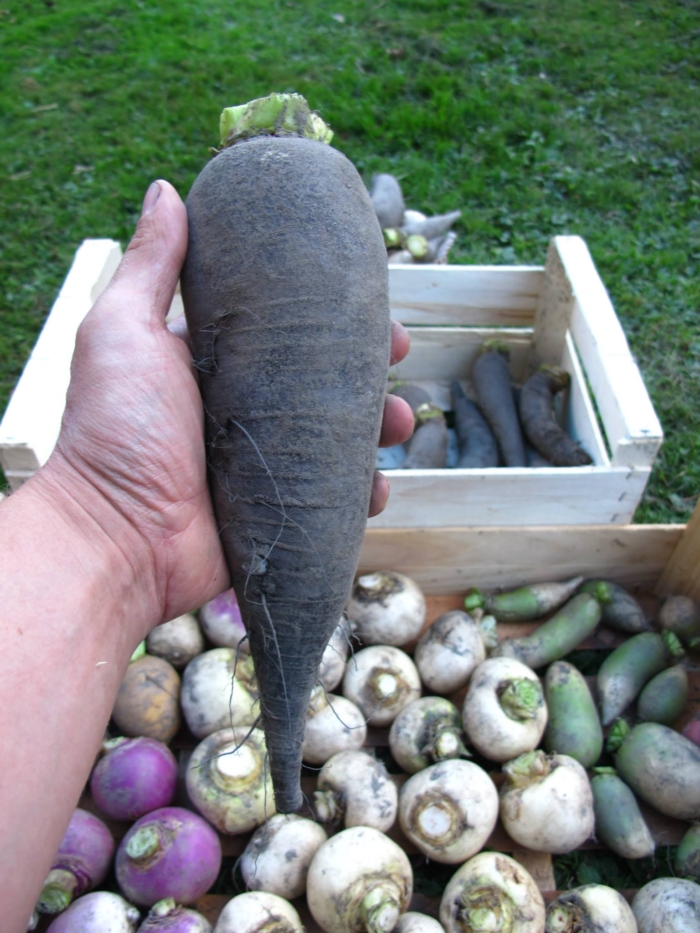 Long Noir de Caluire Turnip - Image 3