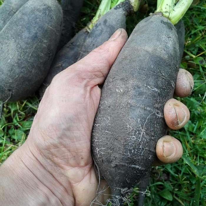 Long Noir de Caluire Turnip - Image 2